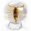 6.0 cm real resin acrylic marble ball with bugs scorpion