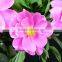 Color useful preserved peony