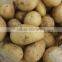 2015 New Crop of the Potato With Lowest Price