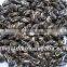 EU Standard Jasmine Dragon Pearl Tea