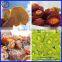 Best selling belt dryer for fruit with CE