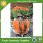 China Pumpkin Shaped Bulk Garden Flower Pots for Sale