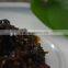 The Green Chili Sauce with Glass Bottle for Wholesale