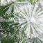 Large outdoor Christmas tree snow