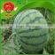 wholesale red yellow watermelon Farm Growing watermelon fake watermelon