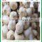 Top Quality Factory Price Fresh White Garlic