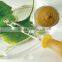 Ginkgo Biloba Extract for Improving Memory