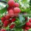 Nutrition Sweet Canned Litchi fruit in Syrup