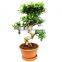 Varieties live Ficus microcarpa bonsai tree
