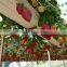 Green House NFT PVC Hydroponic Pipe for Strawberry