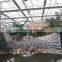 Tempered Glass Greenhouse/Hydroponics Greenhouse/Commercial Greenhouse