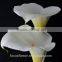 2017 Hotsale Fresh Cut Calla Lily Artificial Calla Lilies Wholesale