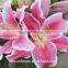 Good Quality Yellow Lily Flower Cut Fresh Lily from Kunming