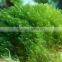 good quality spirulina powder for sale