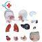 HC-S242 Human half-size male torso & organs anatomy teaching aid