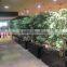 Decorative Artificial Green Bamboo,artificial Bonsai,artificial Bamboo Bonsai,artificial Plants on Sale