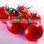 Small scale tomato paste processing plant