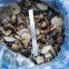 Shiitake in brine, brined mushrooms, edible fungi, 50% closed caps