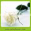 cut flower rose miniature