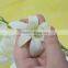 Exquisite new coming phalaenopsis orchids plant