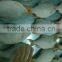 Red Tail Tinfoil Barb