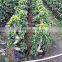 Factory price ficus bonsai trees S shape ficus