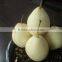 New crop of fresh ya pear for bulk purchase
