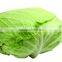 Common Cultivation Type and Fresh Style Fresh Cabbage