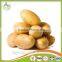 2016 Cheap Price Fresh Holland Potato