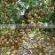 Canned sweet longan in syrup