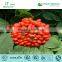 Ginseng Berry Extract Powder From Halal Kosher GMP ISO manufacturer