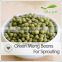 Best Quality New Crop Chinese Wholesale Green Mung Beans For Sprouting