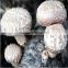 2016 Shiitake/Oyster Mushroom Log,mushroom Spawn For Sale