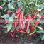 Best selling vegetable seeds in China strong resistance good commodity red pepper seeds