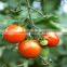 Early Maturity Hybrid Tomato Seeds Best Quality for Plant