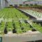 Agricultural baby lettuce cultivation greenhouse