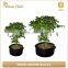 Durable High Quality Felt Root Tree Planting Bag Supplier,nursery Grow Bag