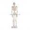 Life-size 180 cm Cheap Plastic Skeleton Human Anatomy Skeleton Model Science Toy for Sale