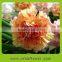 Pure and mild flavor top sell fresh cut carnations