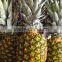 Fresh Queen pineapple