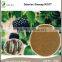 St. John's Wort Root part Extract with 0.3% Hypericin UV