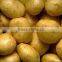 2013 Green organic fresh potatoe