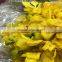 Natural Plants Fresh Cut Yellow Orchid Thailand For Party