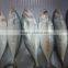 Large quatity Frozen Indian Mackerel whole round is coming