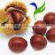 Organic Chinese Fresh Chestnuts on sale with cheap price for sale best service