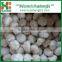 2016 Fresh and Dry Garlic - Chinese Garlic Exporters