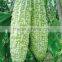 2016 High quality Hybrid Bitter gourd seedsfor growing-Zheng Cui