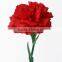 Provide Carnation flower fresh cut carnation from Kunming