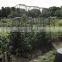 plant climbing net, cucumber net--Vertical support&Horizontal support