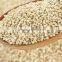 Organic Amaranth Seeds Exporters